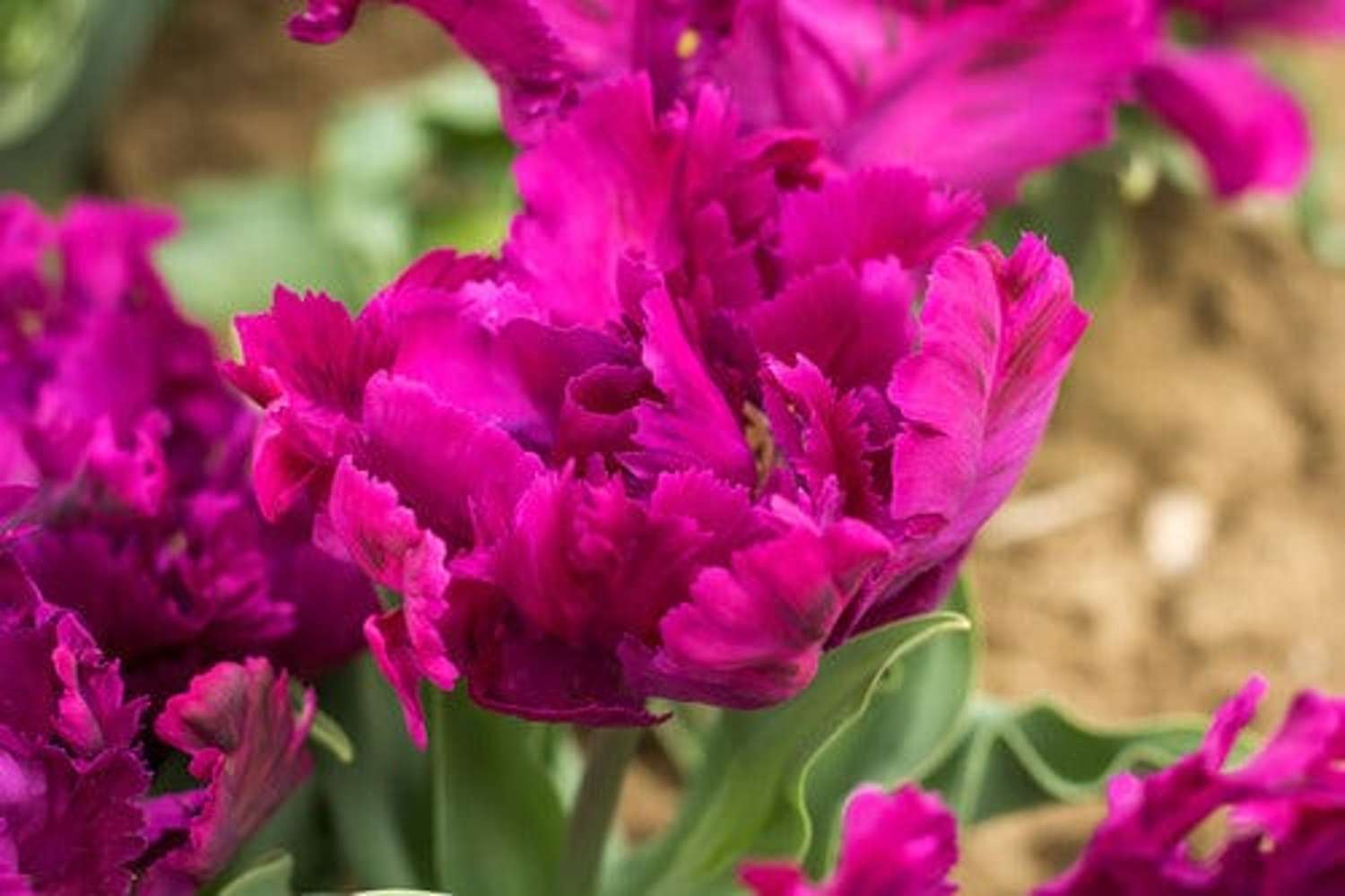 Tulpe 'Negrita Parrot' - Tulipaner